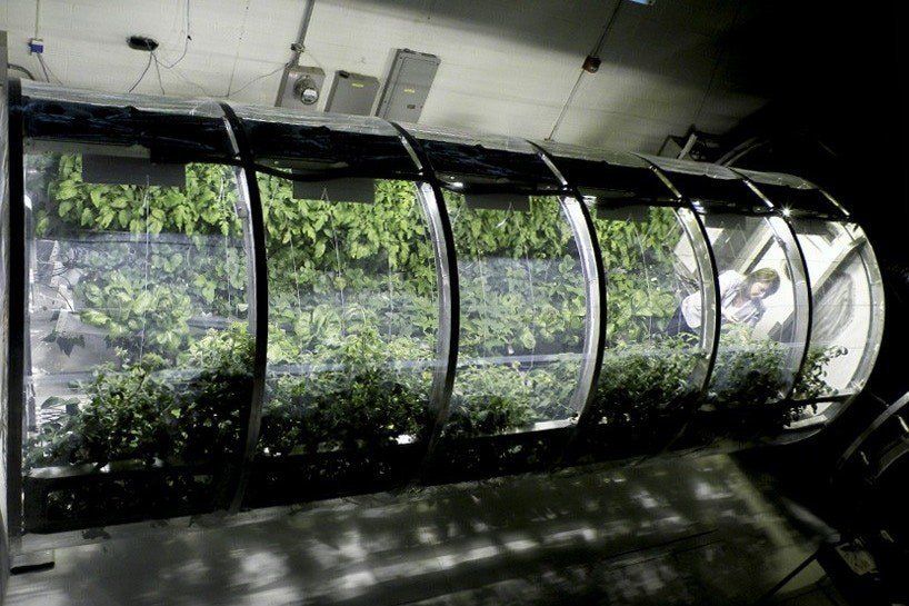 #nasa #hydroponic #food #plant #growth #space #station